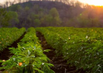 Aprenda a plantar mandioca sem dificuldade e colher em menos de 6 meses