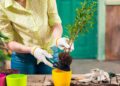 Como preparar plantas para ficarem sozinhas durante as férias