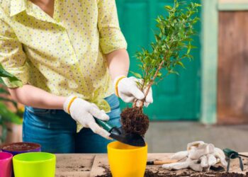 Como preparar plantas para ficarem sozinhas durante as férias