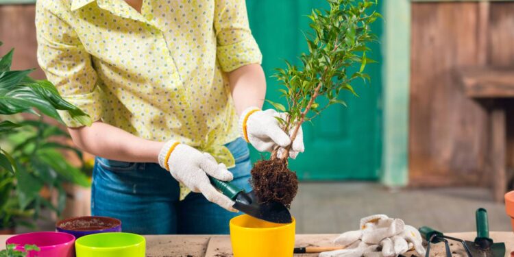 Como preparar plantas para ficarem sozinhas durante as férias