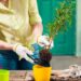 Como preparar plantas para ficarem sozinhas durante as férias