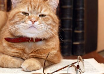 Nomes doces para dar ao seu gato idoso que já é membro da família há anos