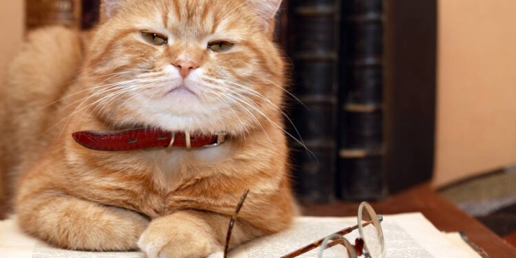 Nomes doces para dar ao seu gato idoso que já é membro da família há anos