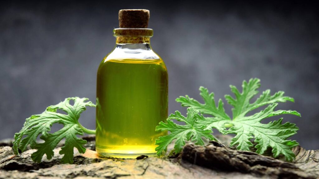 Borrachudos atacando no fim de tarde? Óleo natural que você passa na pele e eles somem