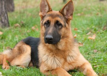 nomes para cachorros protetors