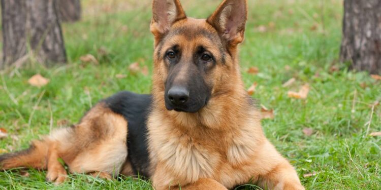 nomes para cachorros protetors