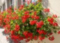 A flor ideal para quem quer varanda colorida com poucos cuidados