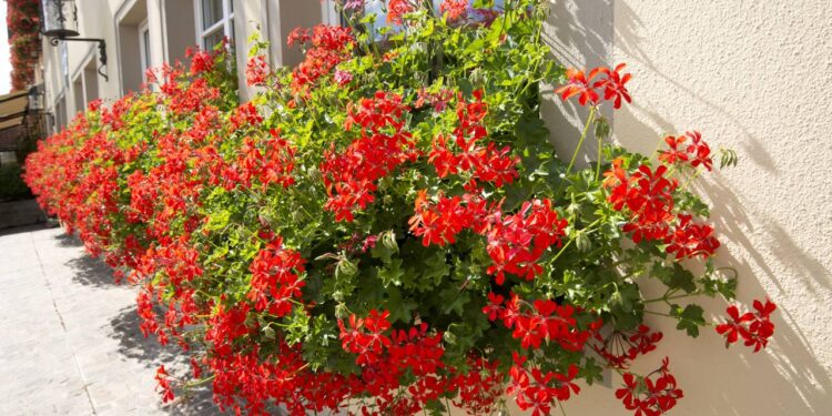 A flor ideal para quem quer varanda colorida com poucos cuidados