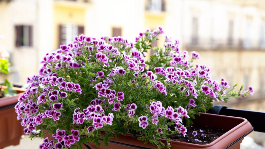 aprenda a plantar gerânio em casa