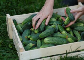 Método rápido para ter pepino fresco em apenas 30 dias no quintal