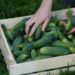 Método rápido para ter pepino fresco em apenas 30 dias no quintal