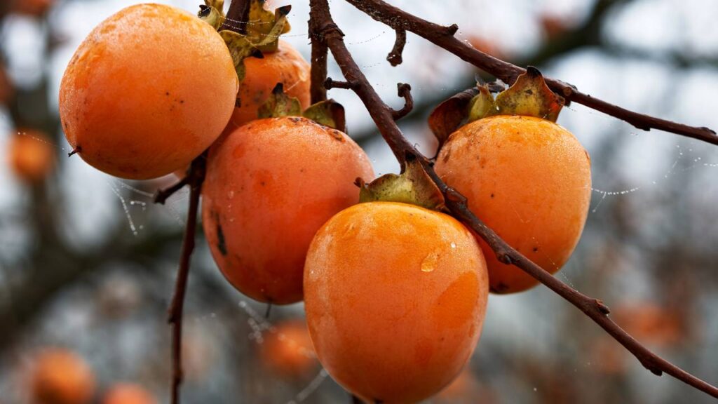 Método infalível para cultivar caqui em casa e obter frutos saborosos permanentemente
