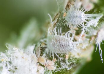 Cochonilhas destruindo suas suculentas? Receita com sabão neutro que mata na hora e não queima a folha