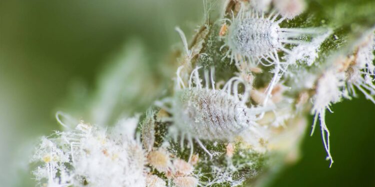 Cochonilhas destruindo suas suculentas? Receita com sabão neutro que mata na hora e não queima a folha