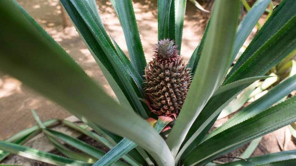 plantar abacaxi em casa