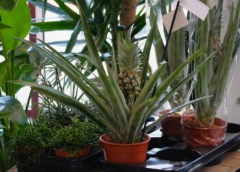 plantação de abacaxi em vaso