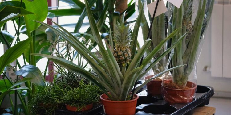 plantação de abacaxi em vaso