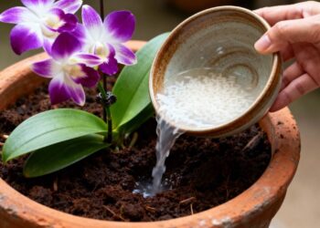 Por que usar água do arroz para regar a orquídea e para que serve isso?