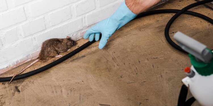 Ratos aparecendo na garagem com o lixo? Método com lata e óleo que pega vivo sem veneno