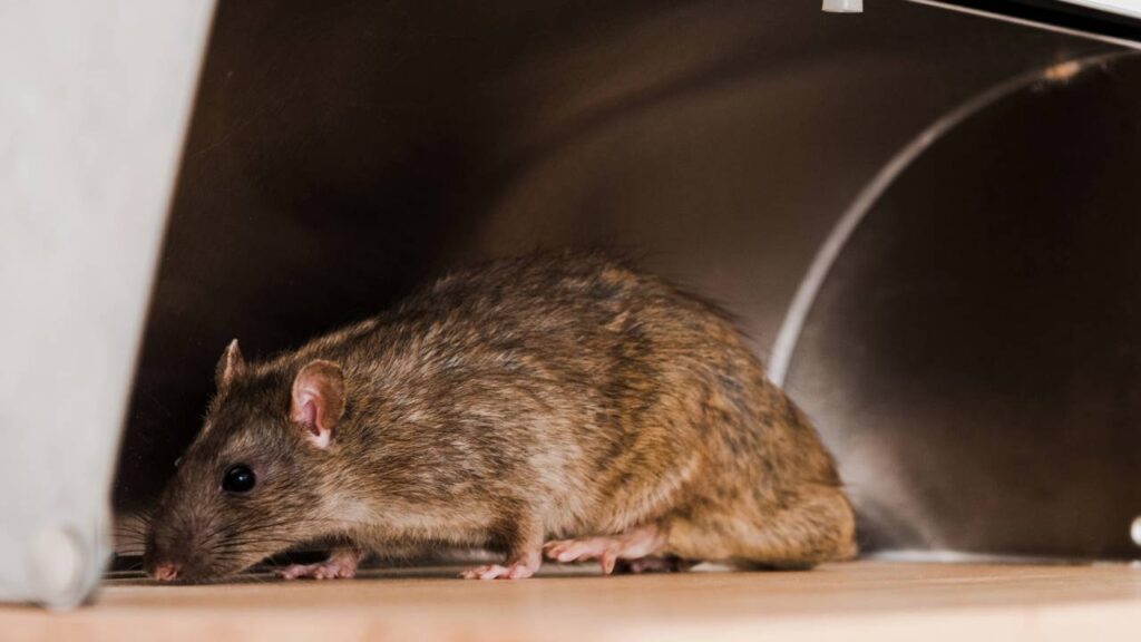 Ratos aparecendo na garagem com o lixo? Método com lata e óleo que pega vivo sem veneno