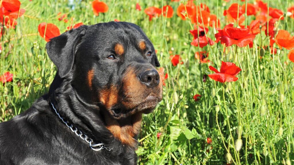 cachorro da raça rottweiler