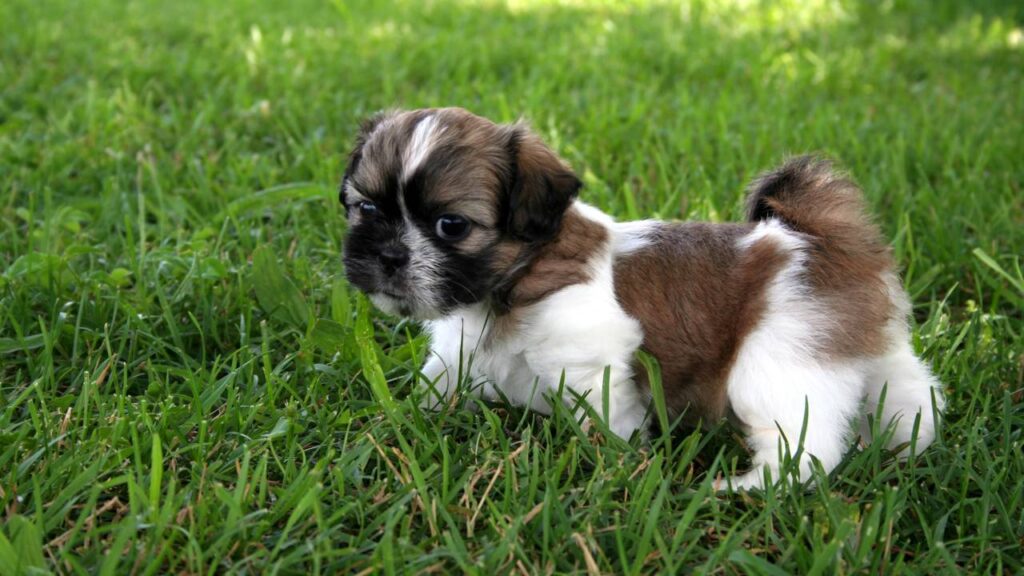 shih tzu femêa pronta para um nome