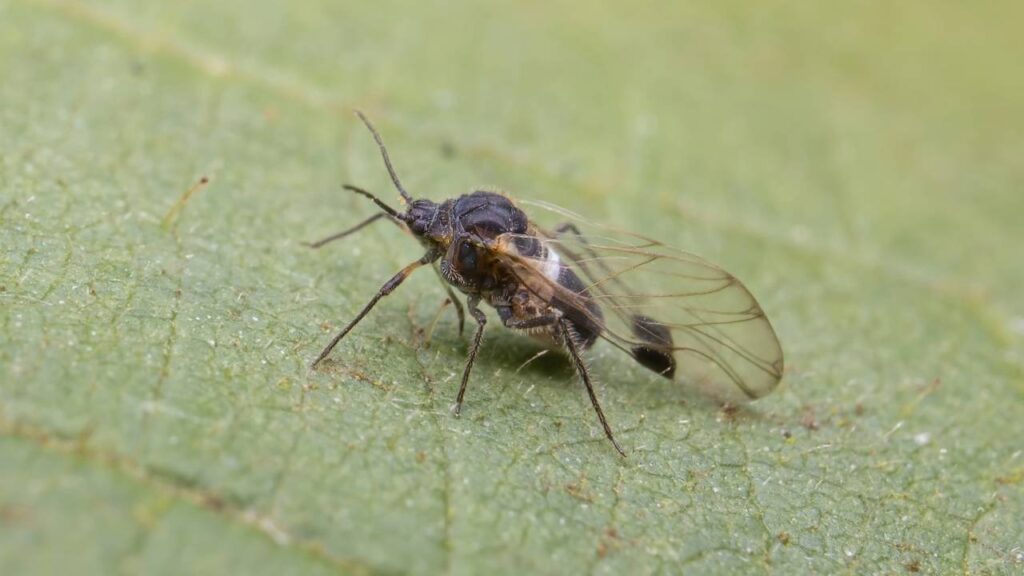 Borrachudos atacando no fim de tarde? Óleo natural que você passa na pele e eles somem