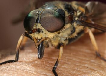 Mutucas picando no fim de tarde? Receita caseira de repelente que dura 4 horas e funciona até suado