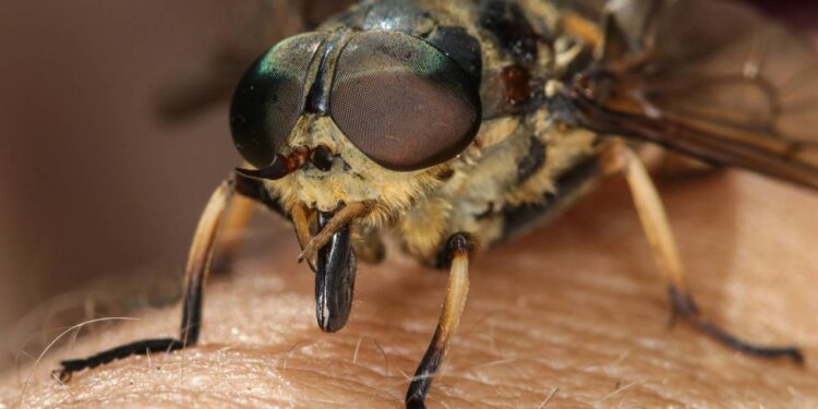 Mutucas picando no fim de tarde? Receita caseira de repelente que dura 4 horas e funciona até suado