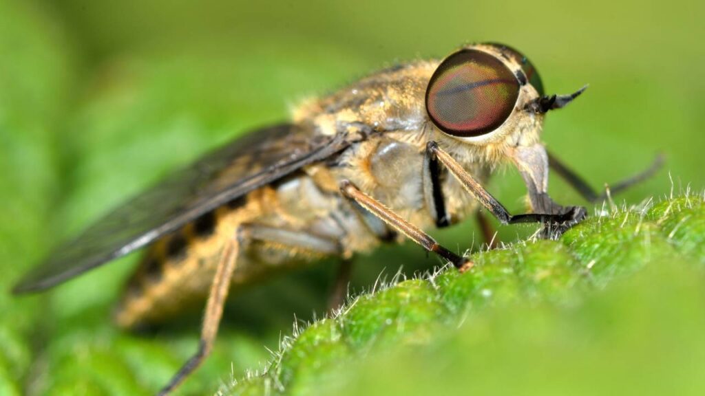 Mutucas picando no fim de tarde? Receita caseira de repelente que dura 4 horas e funciona até suado