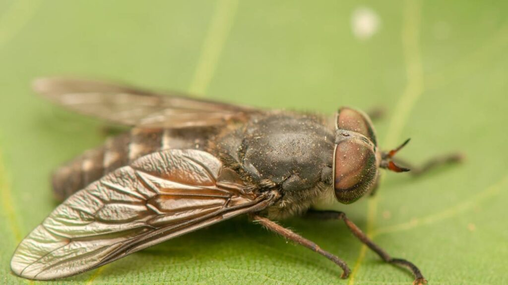 Mutucas picando no fim de tarde? Receita caseira de repelente que dura 4 horas e funciona até suado