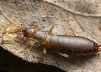 Tesourinhas entrando pela janela no calorzão? Armadilha com óleo e pote que pega dezenas sem veneno