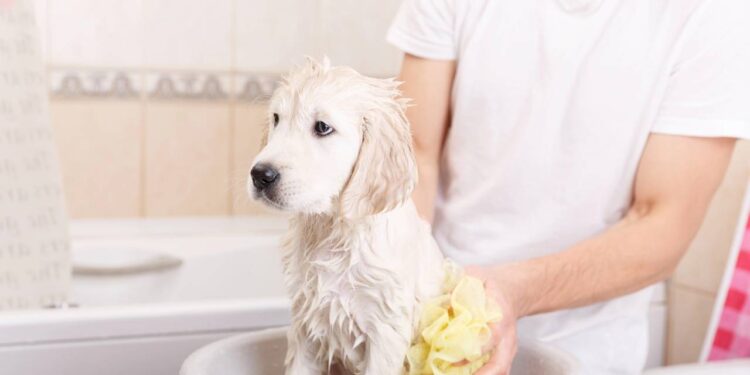 Estas são as maneiras corretas de tosar seu cachorro em casa