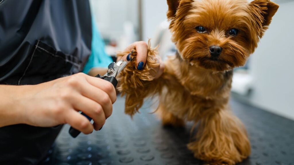 Estas são as maneiras corretas de tosar seu cachorro em casa