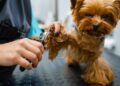 Estas são as formas corretas de cortar a unha do seu cachorro em casa
