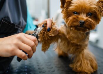 Estas são as formas corretas de cortar a unha do seu cachorro em casa