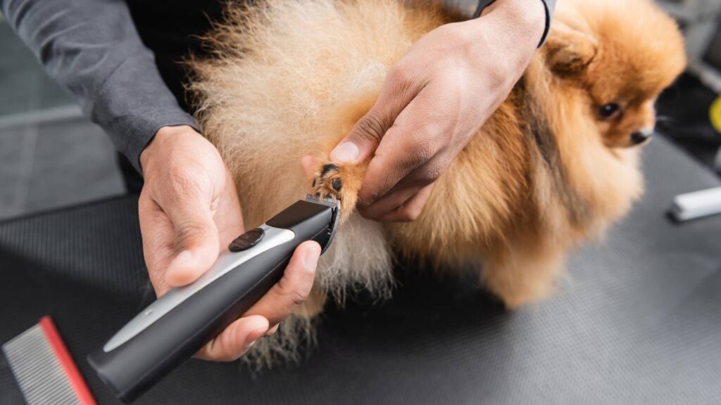 Estas são as formas corretas de cortar a unha do seu cachorro em casa