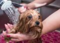 Como dar banho corretamente no seu cachorro sem comprometer a saúde dele