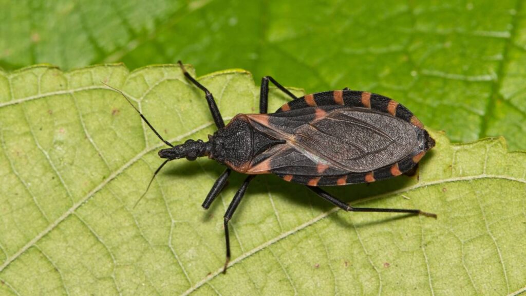 Truque caseiro elimina barbeiros das paredes em dezembro