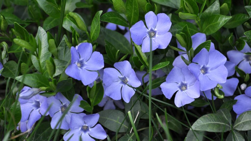 Esta planta medicinal pode ser encontrada facilmente e é uma das mais eficientes em diversos tratamentos