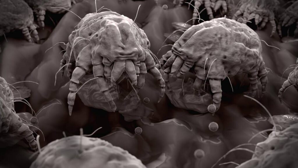 Saiba como acabar com ácaros de uma vez com truques caseiros que funcionam