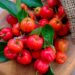 acerola fruta