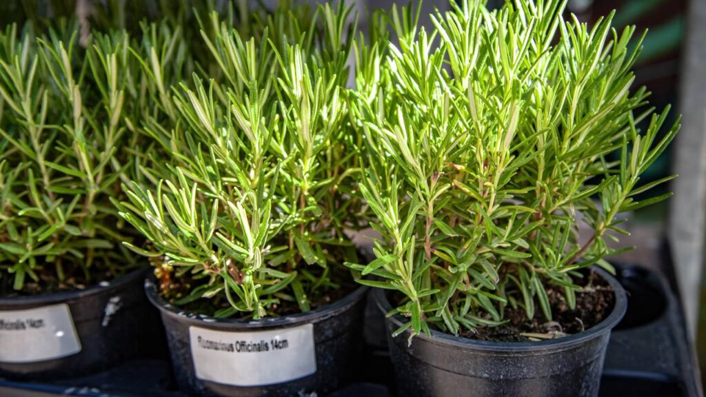 Erva do verão para purificar a casa energeticamente antes do Ano Novo