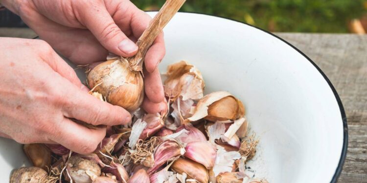 Plantar alho em casa é fácil, mas só se você souber esses truques que poucos usam