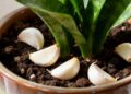 Poucas pessoas sabem qual é a verdadeira finalidade de colocar dentes de alho ao redor das plantas do jardim