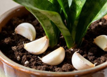 Poucas pessoas sabem qual é a verdadeira finalidade de colocar dentes de alho ao redor das plantas do jardim