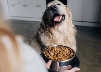 Cuidados com pets que parecem carinho - Créditos: (depositphotos.com / IgorVetushko)