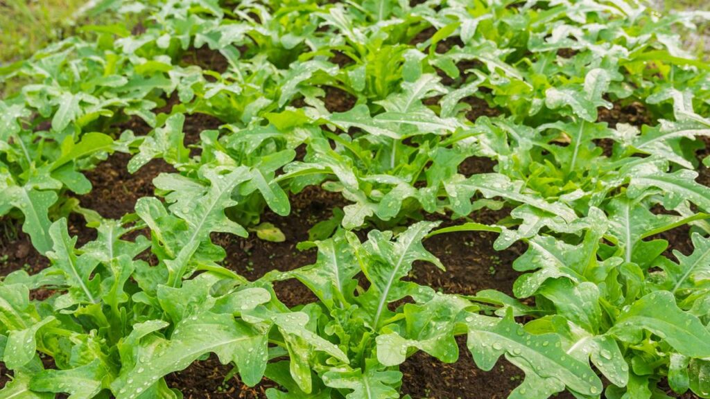 plantio de almeirão em casa