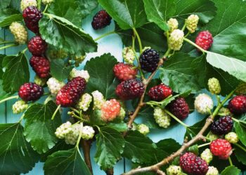 amoreira carregada de frutos