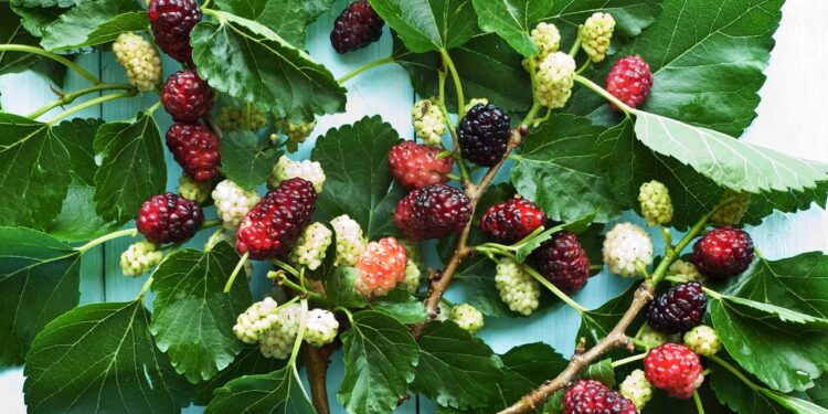 amoreira carregada de frutos